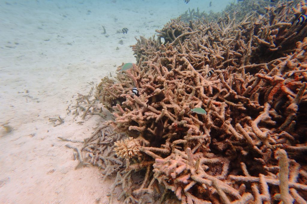 polluted coral reefs