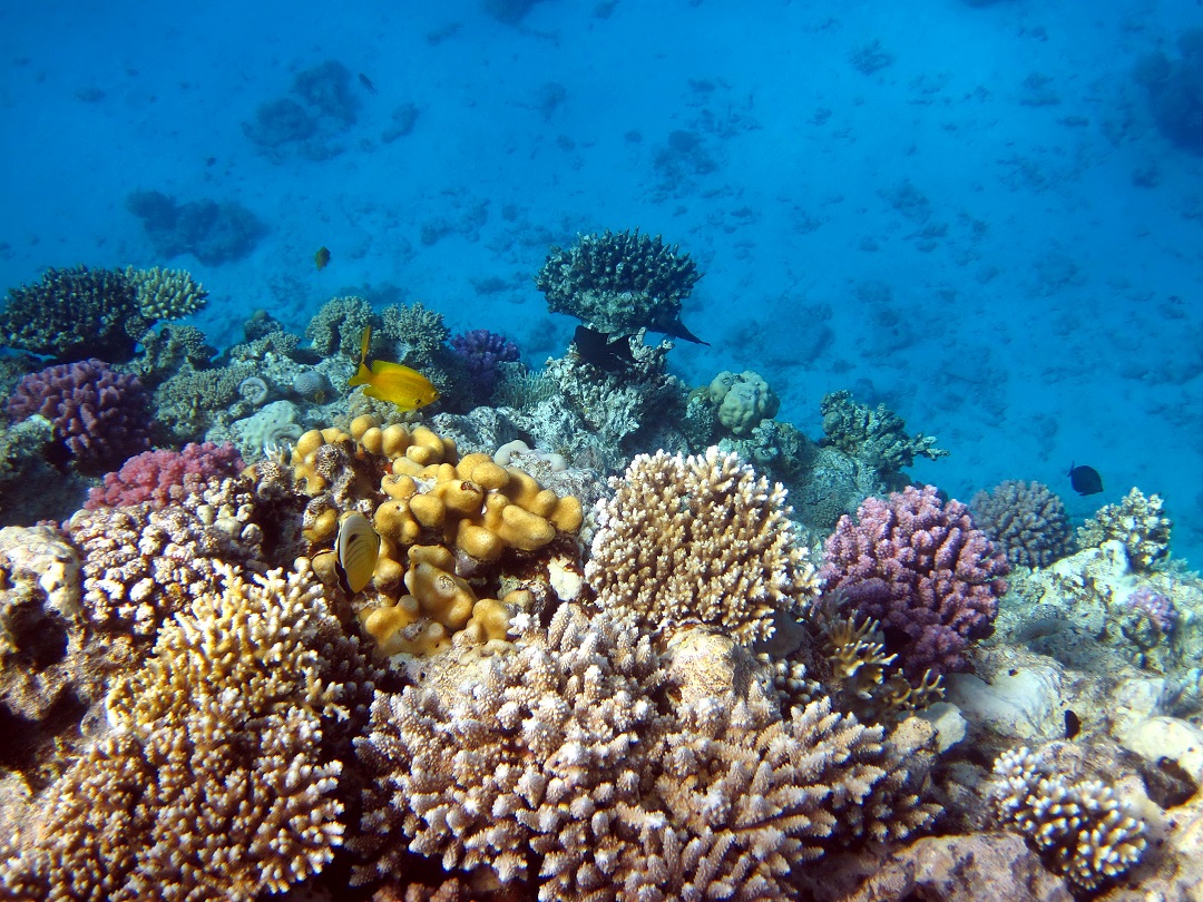 polluted coral reefs